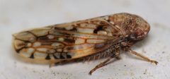 Menosoma cinctum by (c) Nick Block, some rights reserved (CC BY), uploaded by Nick Block. Used under a CC-BY license.