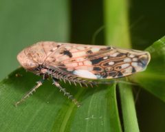 Menosoma by (c) skitterbug, some rights reserved (CC BY), uploaded by skitterbug. Used under a CC-BY license.