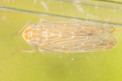 Arundanus marginellus by (c) Alex Stach, some rights reserved (CC BY), uploaded by Alex Stach. Used under a CC-BY license.