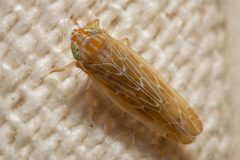 Arundanus sarissus by (c) Alex Stach, some rights reserved (CC BY), uploaded by Alex Stach. Used under a CC-BY license.