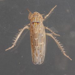 Graminella sonora by (c) Victor Engel, some rights reserved (CC BY), uploaded by Victor Engel. Used under a CC-BY license.