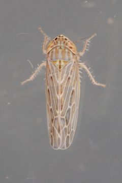 Graminella sonora by (c) Victor Engel, some rights reserved (CC BY), uploaded by Victor Engel. Used under a CC-BY license.