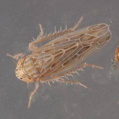 Graminella sonora by (c) Victor Engel, some rights reserved (CC BY), uploaded by Victor Engel. Used under a CC-BY license.