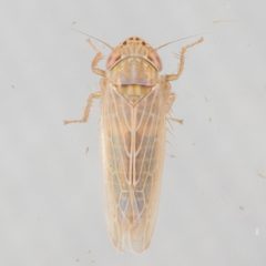 Graminella sonora by (c) Victor Engel, some rights reserved (CC BY), uploaded by Victor Engel. Used under a CC-BY license.