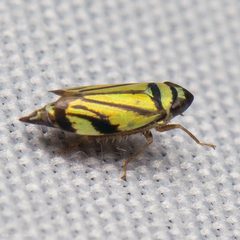 Stirellus bicolor by (c) Ken-ichi Ueda, some rights reserved (CC BY), uploaded by Ken-ichi Ueda. Used under a CC-BY license.