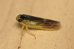 Macrosteles parvidens by (c) Nick Block, some rights reserved (CC BY), uploaded by Nick Block. Used under a CC-BY license.