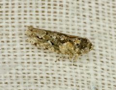 Dixianus utahnus by (c) Andrew Meeds, some rights reserved (CC BY), uploaded by Andrew Meeds. Used under a CC-BY license.