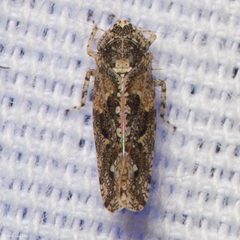Dixianus utahnus by (c) Ken-ichi Ueda, some rights reserved (CC BY), uploaded by Ken-ichi Ueda. Used under a CC-BY license.