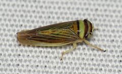 Colladonus brunneus by (c) Nick Block, some rights reserved (CC BY), uploaded by Nick Block. Used under a CC-BY license.