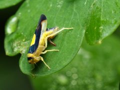Colladonus clitellarius by (c) Katja Schulz, some rights reserved (CC BY), uploaded by Katja Schulz. Used under a CC-BY license.