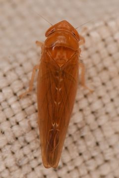 Colladonus holmesi by (c) Trevor Van Loon, some rights reserved (CC BY), uploaded by Trevor Van Loon. Used under a CC-BY license.