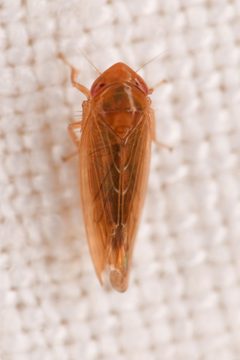 Colladonus holmesi by (c) Trevor Van Loon, some rights reserved (CC BY), uploaded by Trevor Van Loon. Used under a CC-BY license.
