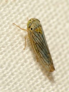 Ollarianus armus by (c) Katja Schulz, some rights reserved (CC BY). Used under a CC-BY license.