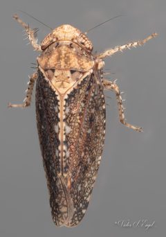 Excultanus excultus by (c) Victor Engel, some rights reserved (CC BY), uploaded by Victor Engel. Used under a CC-BY license.
