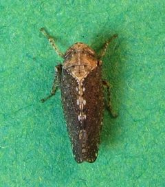 Excultanus excultus by no rights reserved, uploaded by Ken Kneidel. Used under a CC0 license.