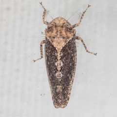 Excultanus excultus by (c) Victor Engel, some rights reserved (CC BY), uploaded by Victor Engel. Used under a CC-BY license.