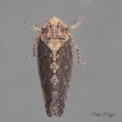 Excultanus by (c) Victor Engel, some rights reserved (CC BY), uploaded by Victor Engel. Used under a CC-BY license.