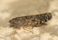 Osbornellus by no rights reserved, uploaded by Jesse Rorabaugh. Used under a CC0 license.