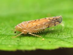 Osbornellus by (c) Katja Schulz, some rights reserved (CC BY). Used under a CC-BY license.