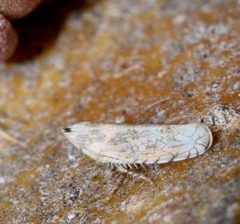 Scaphytopius heldoranus by (c) Andrew Meeds, some rights reserved (CC BY), uploaded by Andrew Meeds. Used under a CC-BY license.
