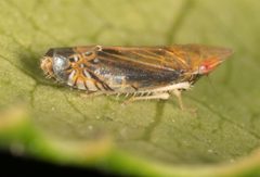 Scaphytopius majestus by no rights reserved, uploaded by Jesse Rorabaugh. Used under a CC0 license.