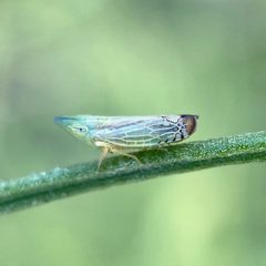 Scaphytopius nigriviridis by (c) Sue Carnahan, some rights reserved (CC BY), uploaded by Sue Carnahan. Used under a CC-BY license.