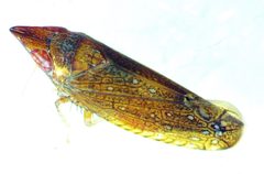 Scaphytopius rubellus by no rights reserved, uploaded by Ken Kneidel. Used under a CC0 license.
