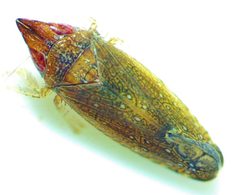 Scaphytopius rubellus by no rights reserved, uploaded by Ken Kneidel. Used under a CC0 license.
