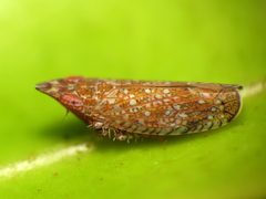 Scaphytopius verecundus by (c) Katja Schulz, some rights reserved (CC BY). Used under a CC-BY license.
