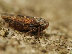 Acericerus ribauti by (c) Alexis Tinker-Tsavalas, some rights reserved (CC BY), uploaded by Alexis Tinker-Tsavalas. Used under a CC-BY license.