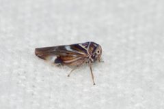 Balcanocerus fitchi by (c) Owen Strickland, some rights reserved (CC BY), uploaded by Owen Strickland. Used under a CC-BY license.