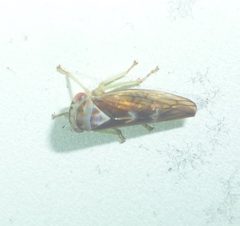 Populicerus by (c) Even Dankowicz, some rights reserved (CC BY), uploaded by Even Dankowicz. Used under a CC-BY license.