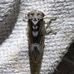 Populicerus venosus by no rights reserved, uploaded by Jack Gelinas. Used under a CC0 license.