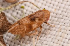 Reticopsis udrobates by (c) Trevor Van Loon, some rights reserved (CC BY), uploaded by Trevor Van Loon. Used under a CC-BY license.