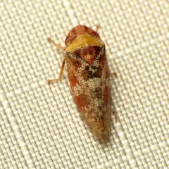 Dragonana dracontea by (c) Katja Schulz, some rights reserved (CC BY). Used under a CC-BY license.