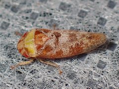 Dragonana dracontea by (c) Sue Carnahan, some rights reserved (CC BY), uploaded by Sue Carnahan. Used under a CC-BY license.