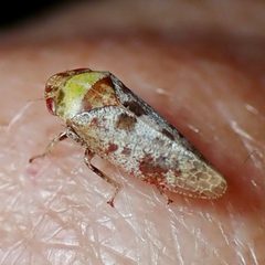 Dragonana dracontea by (c) Sue Carnahan, some rights reserved (CC BY), uploaded by Sue Carnahan. Used under a CC-BY license.