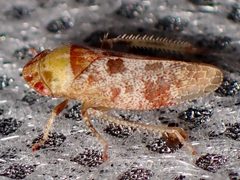 Dragonana dracontea by (c) Sue Carnahan, some rights reserved (CC BY), uploaded by Sue Carnahan. Used under a CC-BY license.