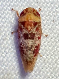 Dragonana dracontea by (c) Sue Carnahan, some rights reserved (CC BY), uploaded by Sue Carnahan. Used under a CC-BY license.