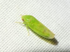 Ponana occlusa by (c) Sam Kieschnick, some rights reserved (CC BY), uploaded by Sam Kieschnick. Used under a CC-BY license.