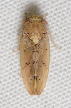 Ponana quadralaba by (c) Justin Williams, some rights reserved (CC BY), uploaded by Justin Williams. Used under a CC-BY license.