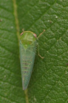 Selenomorphini by (c) ajott, some rights reserved (CC BY), uploaded by ajott. Used under a CC-BY license.