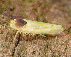 Eratoneura ardens by (c) skitterbug, some rights reserved (CC BY), uploaded by skitterbug. Used under a CC-BY license.