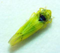 Erythridula pfrimmeri by no rights reserved, uploaded by Ken Kneidel. Used under a CC0 license.