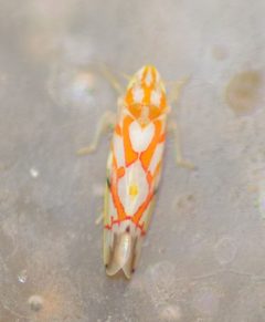Erythroneura acuticephala by (c) Whitney Mattila, some rights reserved (CC BY), uploaded by Whitney Mattila. Used under a CC-BY license.