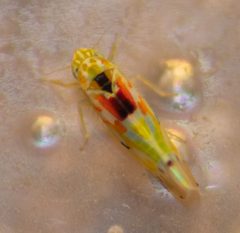 Erythroneura octonotata by (c) Whitney Mattila, some rights reserved (CC BY), uploaded by Whitney Mattila. Used under a CC-BY license.