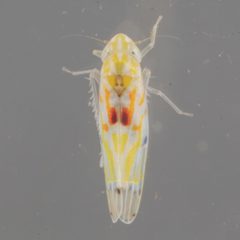 Erythroneura octonotata by (c) Victor Engel, some rights reserved (CC BY), uploaded by Victor Engel. Used under a CC-BY license.