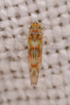 Hepzygina aprica by (c) Trevor Van Loon, some rights reserved (CC BY), uploaded by Trevor Van Loon. Used under a CC-BY license.