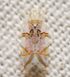 Hymetta trifasciata by (c) Justin Williams, some rights reserved (CC BY), uploaded by Justin Williams. Used under a CC-BY license.