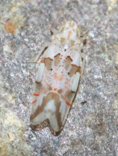 Hymetta trifasciata by (c) Whitney Mattila, some rights reserved (CC BY), uploaded by Whitney Mattila. Used under a CC-BY license.